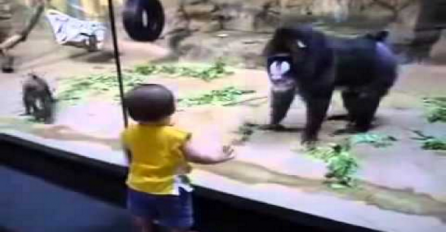 Pogledajte reakciju ovog velikog majmuna kada mu je prišla mala beba (VIDEO)