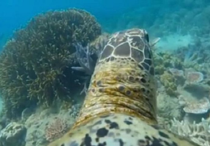 Zalijepio je kameru na leđa ove kornjače, a ono što je snimio ostavit će vas bez teksta (VIDEO)