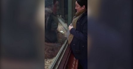 Zatvoreni orangutan raznježio sve prisutne kada mu je prišla ova trudnica (VIDEO)