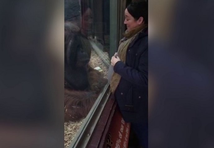 Zatvoreni orangutan raznježio sve prisutne kada mu je prišla ova trudnica (VIDEO)