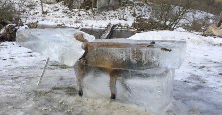Ovo još niste vidjeli: Iz Dunava izvadili lisicu okovanu ledom! (FOTO)