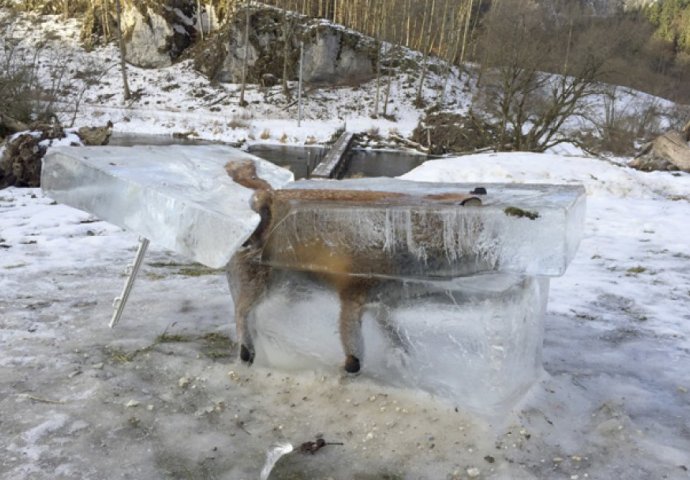 Ovo još niste vidjeli: Iz Dunava izvadili lisicu okovanu ledom! (FOTO)