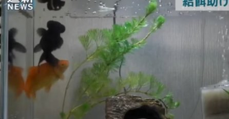Prizor koji je raznježio sve: Zlatna ribica 2 mjeseca bolesnu drugaricu održava u životu (VIDEO)