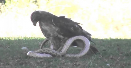 Pogledajte kako izgleda opaka borba između zmije i orla (VIDEO)