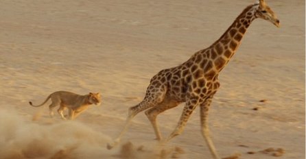 Gladna lavica je odlučila da sama napadne odraslu žirafu, bolje da nije (VIDEO)