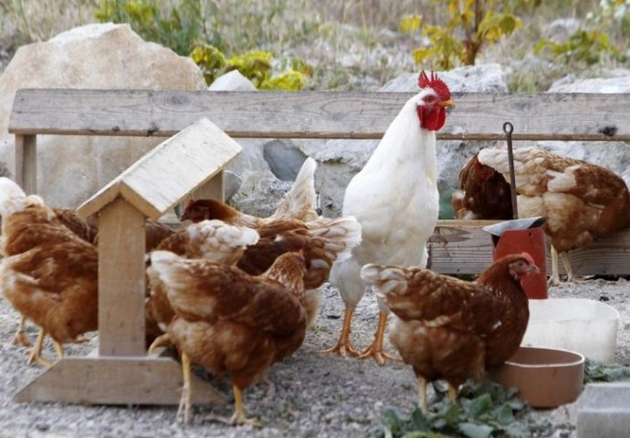 U Hrvatskoj zabilježen novi slučaj ptičje gripe