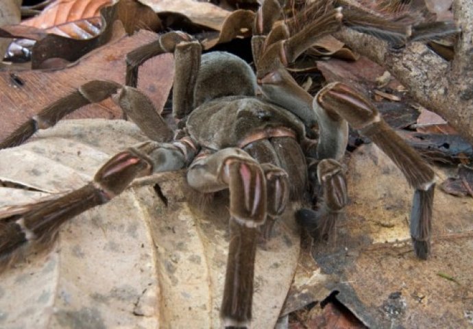 Zmija ušla u tarantulin dom: Ono što je uslijedilo fasciniralo je naučnike (FOTO & VIDEO)