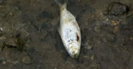 Veliki pomor ribe u Gračanici, smrad zatrovane rijeke širi se okolinom