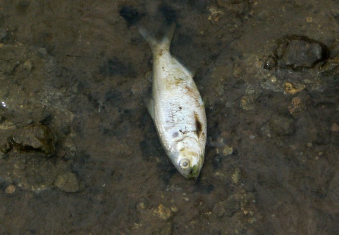 Veliki pomor ribe u Gračanici, smrad zatrovane rijeke širi se okolinom