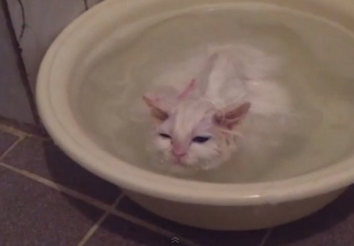 Ova mačka uživa u toploj i mirisnoj kupki, a pogledajte kako reaguje kada je vrijeme da izađe van (VIDEO)