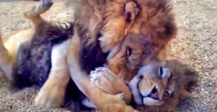 Dva brata lava su konačno spašena iz ropstva u cirkusu, a njihova reakcija govori više od 1000 riječi (VIDEO)