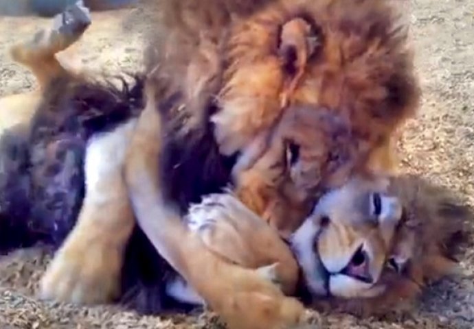 Dva brata lava su konačno spašena iz ropstva u cirkusu, a njihova reakcija govori više od 1000 riječi (VIDEO)