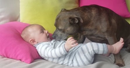 Pitbull je prišao bebi dok je ležala na krevetu, a ono što je uslijedilo će vas ostaviti bez riječi (VIDEO)