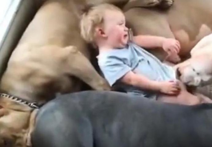 Ostavili su bebu sa četiri pit bulla, a onda su se ubrzo pokajali! (VIDEO)