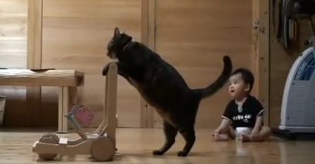 Beba je bila iznenađena kada joj je mačka preotela igračku, a ono što je uslijedilo je tek simpatično (VIDEO)