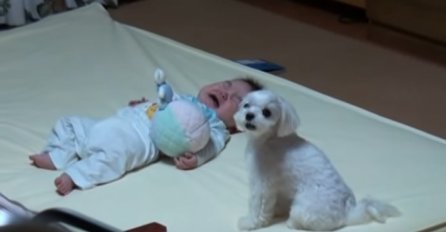 Beba je počela da plače, a ono što je pas uradio je NEVJEROVATNO! (VIDEO)