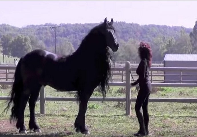 Kažu da je ovo najljepši konj na svijetu: Kada pogledate snimak shvatit ćete zašto (VIDEO)