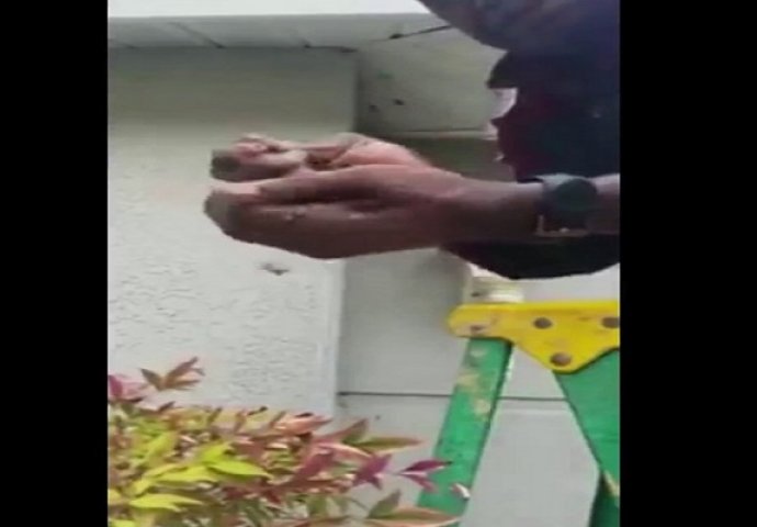 Ovaj čovjek je hladno skinuo osinje gnijezdo sa kuće, i zgnječio ga golim rukama (VIDEO)