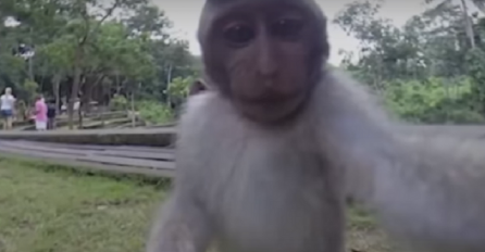 Nestašni majmun ukrao kameru od turiste, no čekajte da vidite šta je uradio u nastavku (VIDEO)