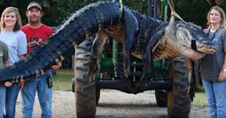  Rasporili aligatora od POLA TONE i pronašli mu OVO u STOMAKU! (VIDEO)