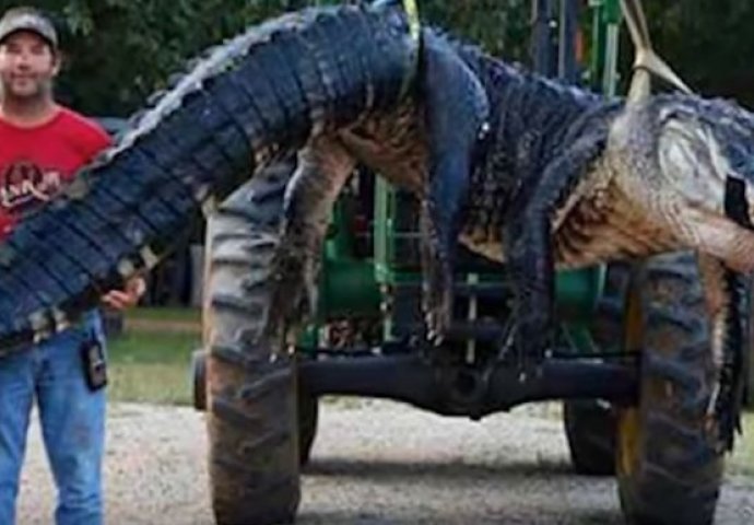  Rasporili aligatora od POLA TONE i pronašli mu OVO u STOMAKU! (VIDEO)