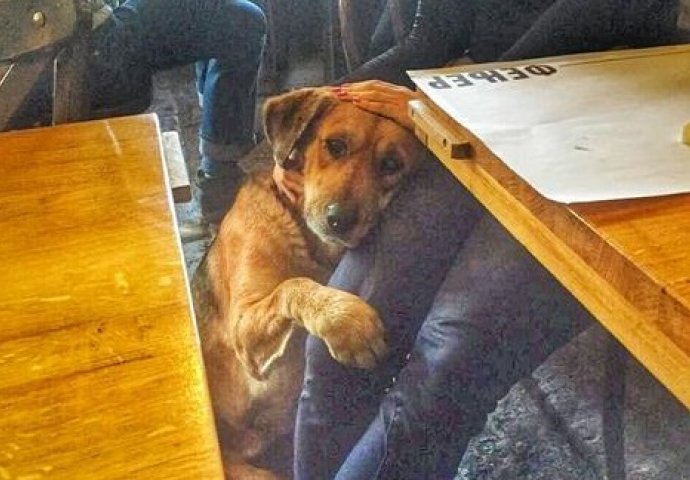 POGLED KOJI ĆE VAM OTOPITI SRCE: Napuštenog psa pustili u kafić da se ugrije, niko mu nije mogao odoljeti! 