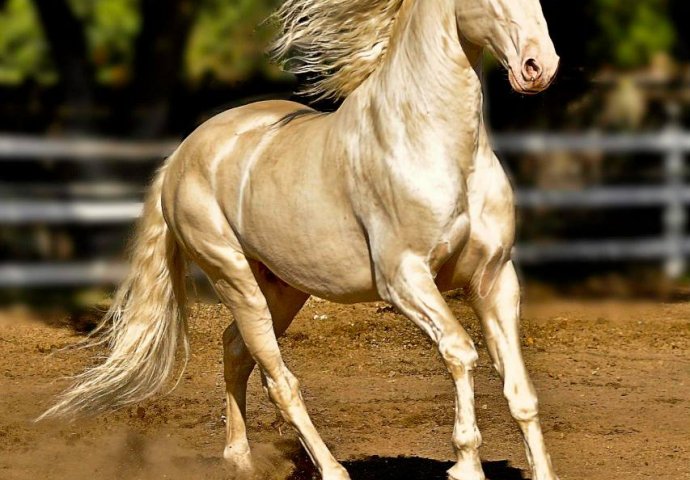 Ovo je najljepši konj na svijetu, a kada pogledate ove fotografije shvatit ćete zašto! 