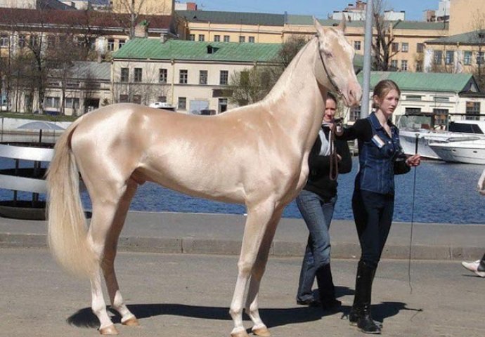 Ovo je najljepši konj na svijetu, a kada pogledate ove fotografije shvatit ćete zašto! 