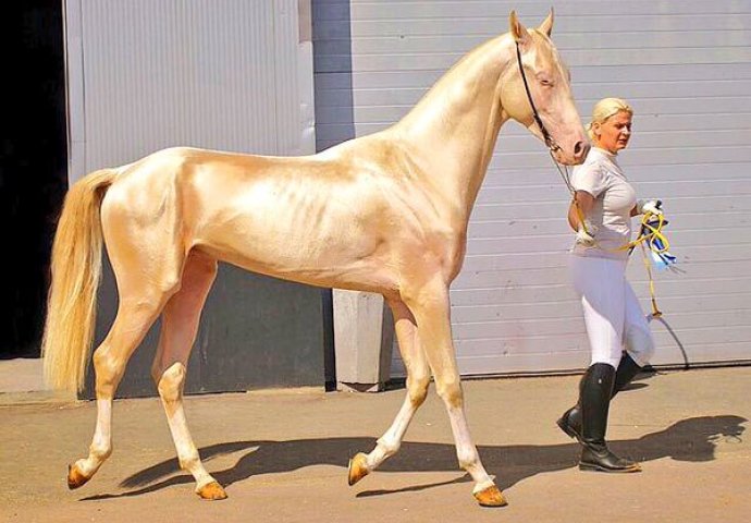 Ovo je najljepši konj na svijetu, a kada pogledate ove fotografije shvatit ćete zašto! 