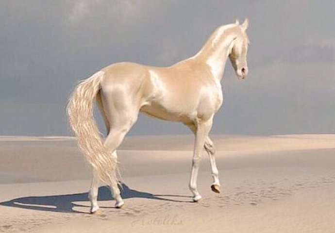 Ovo je najljepši konj na svijetu, a kada pogledate ove fotografije shvatit ćete zašto! 