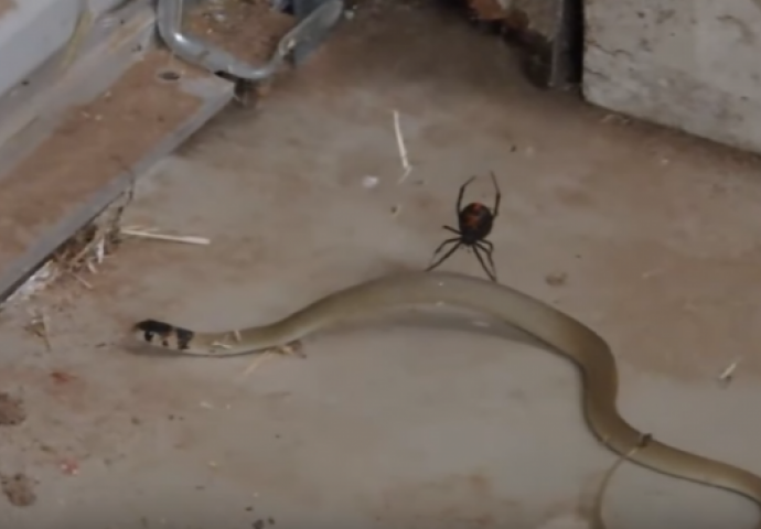 U svojoj šupi zatekla stravičnu borbu otrovnog pauka i otrovne zmije, pa bila dovoljno luda da sve to snimi! (VIDEO)