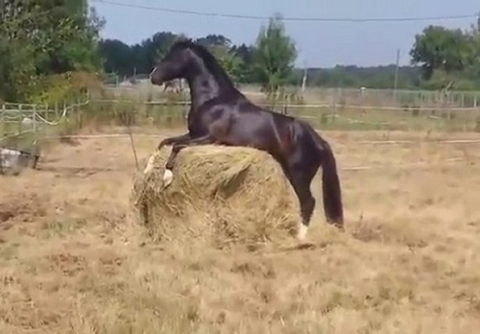 Uzela je mobitel i počela snimati crnog konja, no ovakvoj sceni se nije nadala (VIDEO)