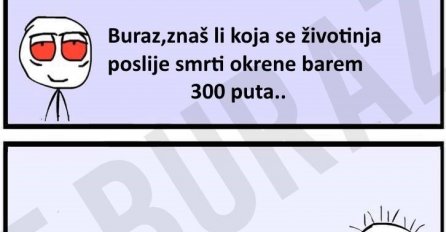 Postoji jedna životinja koja se prije smrti okrene barem 300 puta