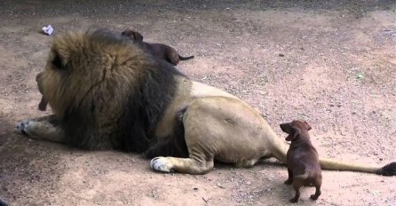 Tri psa su ušla u lavlji kavez, a ono što je uslijedilo je ostavilo sve u nevjerici (VIDEO)