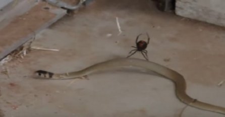 Djevojka je u svojoj šupi zatekla borbu pauka i otrvne zmije, skupila je hrabrost pa sve to snimila (VIDEO)