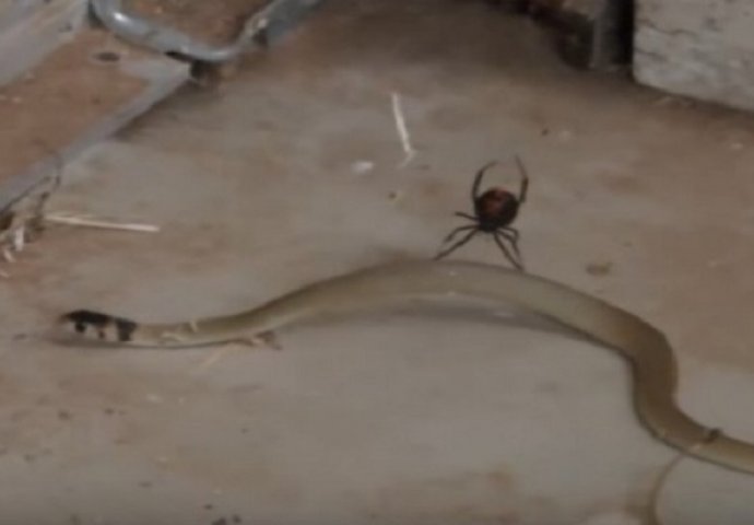 Djevojka je u svojoj šupi zatekla borbu pauka i otrvne zmije, skupila je hrabrost pa sve to snimila (VIDEO)