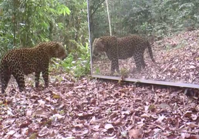 Postavili su veliko ogledalo u šumi: Kada mu je leopard prišao, ostali su u nevjerici (VIDEO)