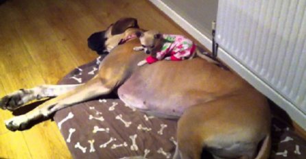 Nećete vjerovati svojim očima kada vidite šta su ova dva psa uradila (VIDEO)