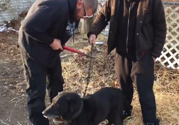 Ovaj pas je 15 godina bio vezan lancima, pogledajte njegovu reakciju kada su presjekli lanac (VIDEO)