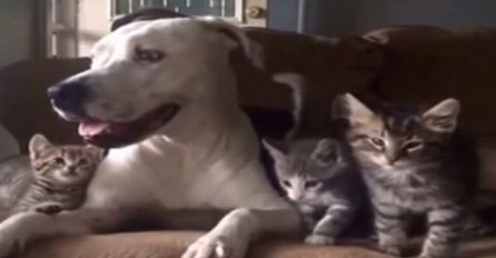 Ovi usvojeni mačići se žele igrati, a reakcija psa će vam rastopiti srce (VIDEO)