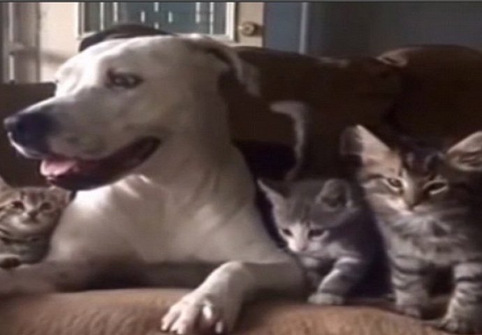 Ovi usvojeni mačići se žele igrati, a reakcija psa će vam rastopiti srce (VIDEO)