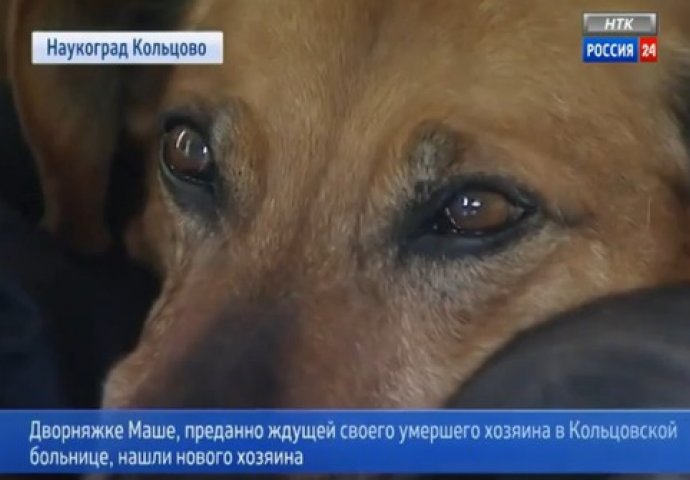 Neraskidivo prijateljstvo: Pas dvije godine čeka gazdu koji se neće nikada vratiti (VIDEO) 