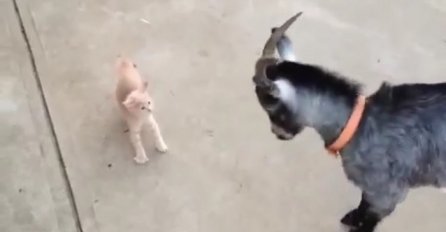 Mala maca i kozica su pravo zaratile, nećete vjerovati šta se desilo u nastavku (VIDEO)