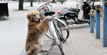 Pas je čuvao vlasnikov bicikl, trenutak poslije uradio je nešto genijalno (VIDEO)