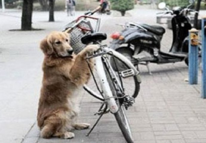 Pas je čuvao vlasnikov bicikl, trenutak poslije uradio je nešto genijalno (VIDEO)