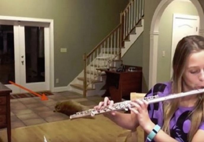 Pogledajte presmiješnu reakciju psa dok djevojka svira flautu (VIDEO)