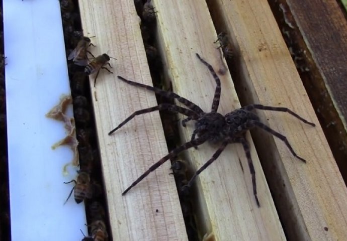 Ovaj džinovski pauk popeo se na košnicu: Kada vidite šta su mu pčele uradile, past ćete sa stolice (VIDEO)