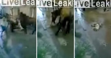 BORBA NA ŽIVOT I SMRT: Pit bull je napao konja, a to mu je bila najveća greška (VIDEO) 