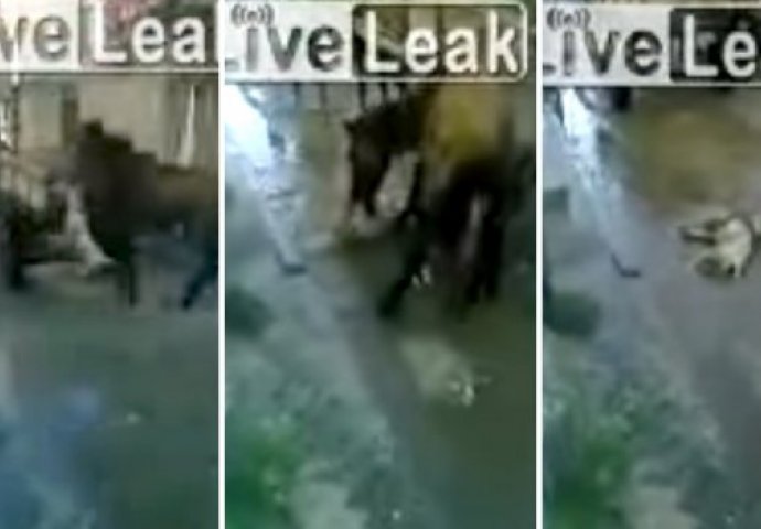 BORBA NA ŽIVOT I SMRT: Pit bull je napao konja, a to mu je bila najveća greška (VIDEO) 