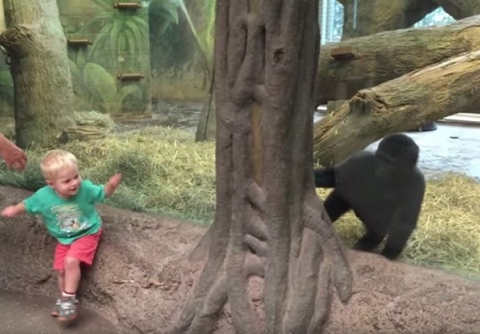 Ne znaš ko je slađi: Beba i gorila igraju se skrivača, a promatrači ne skidaju osmijeh s lica (VIDEO)